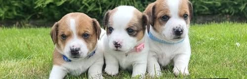 Jack Russel Kennel Kittow